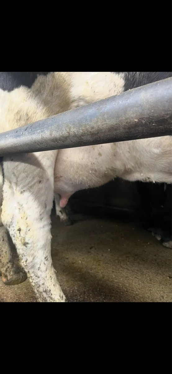 Cows in milk - Image 4