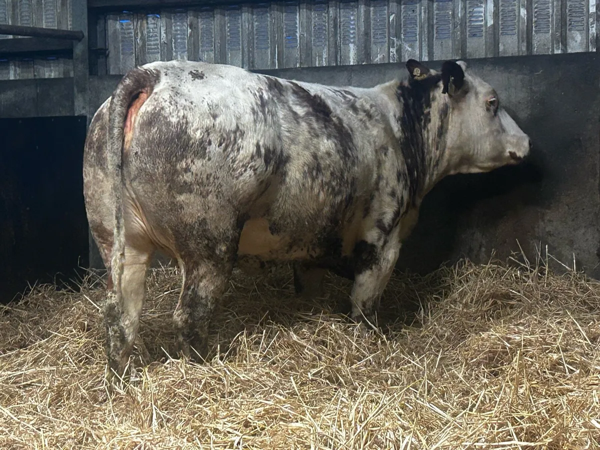 Super Roan Belgium Blue In-Calf Heifer - Image 4