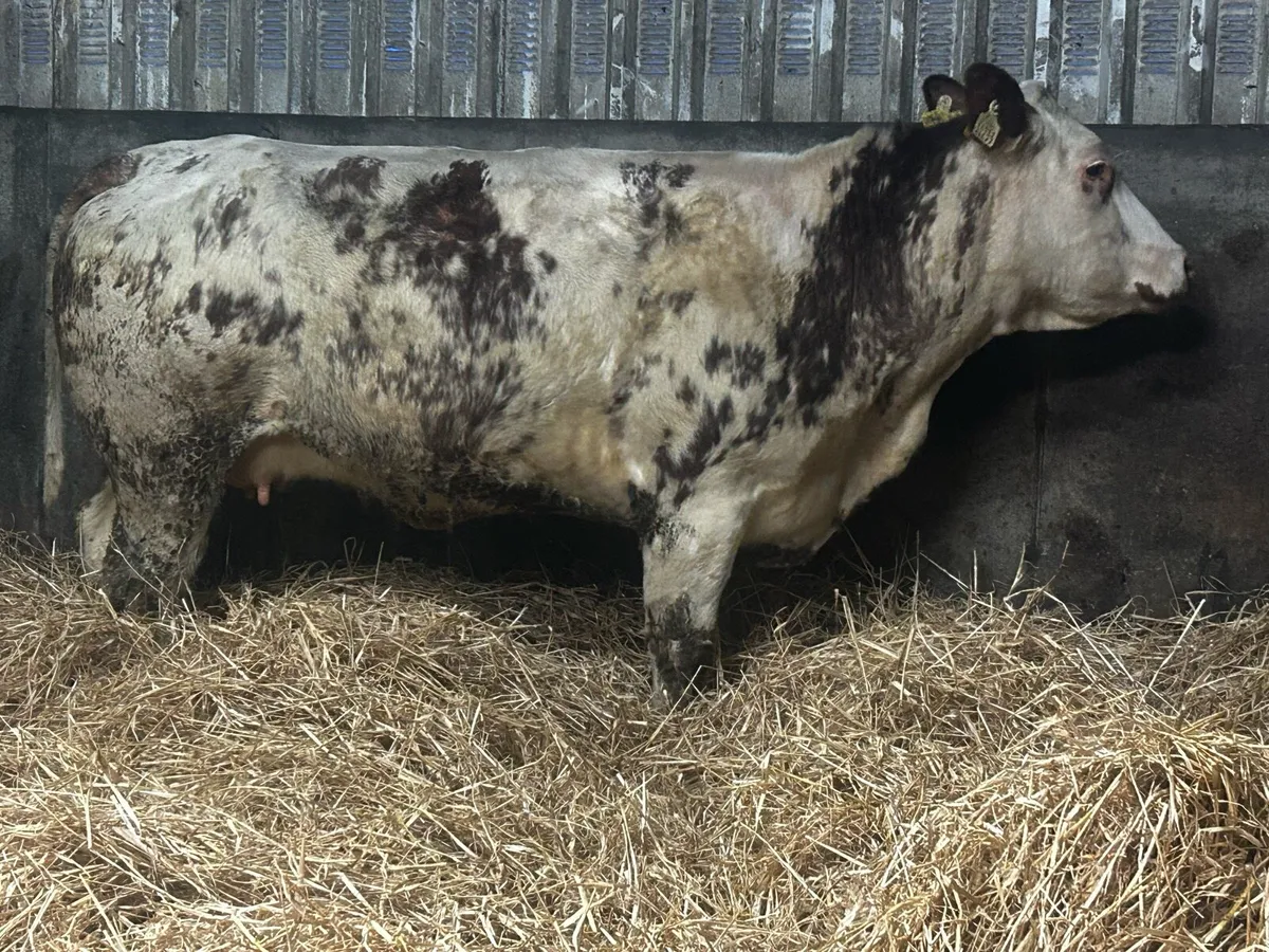 Super Roan Belgium Blue In-Calf Heifer - Image 1