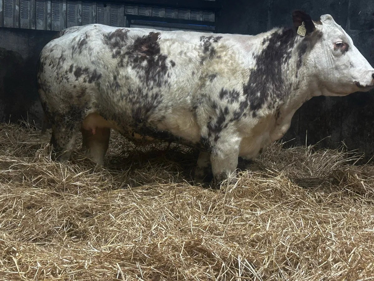 Super Roan Belgium Blue In-Calf Heifer - Image 3