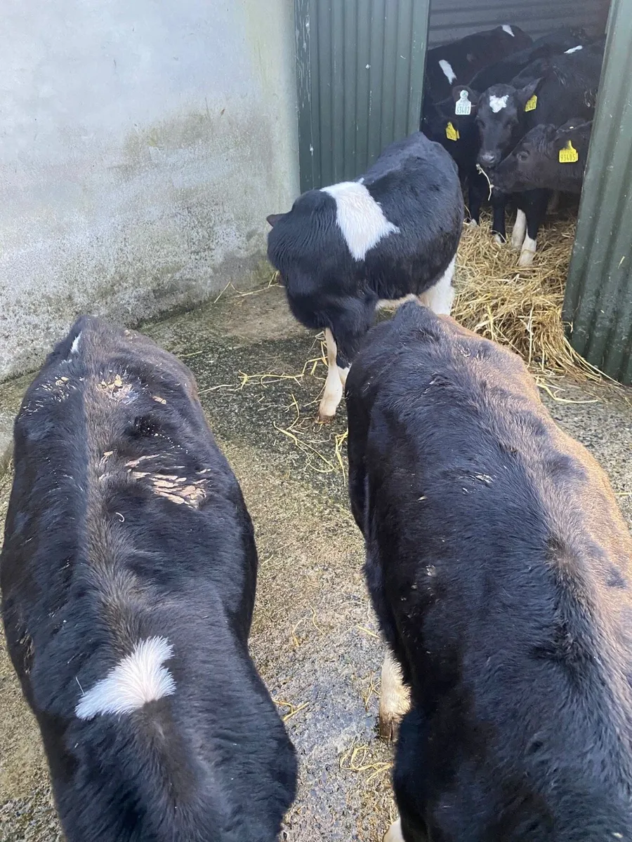 Friesian bull calves - Image 4