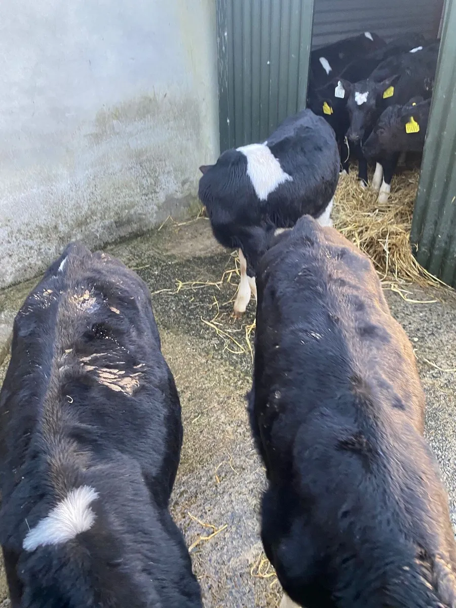 Friesian bull calves - Image 2