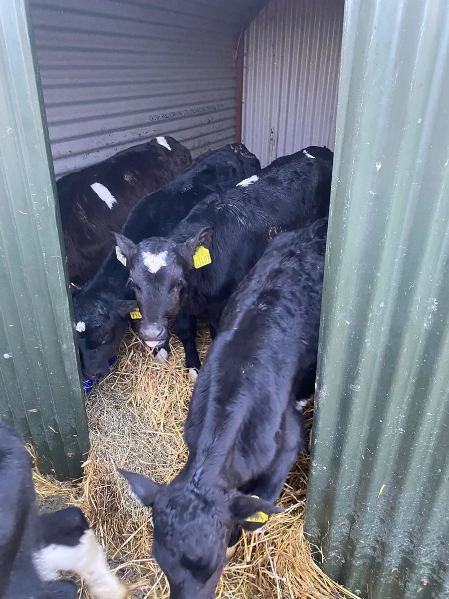 Friesian bull calves - Image 1
