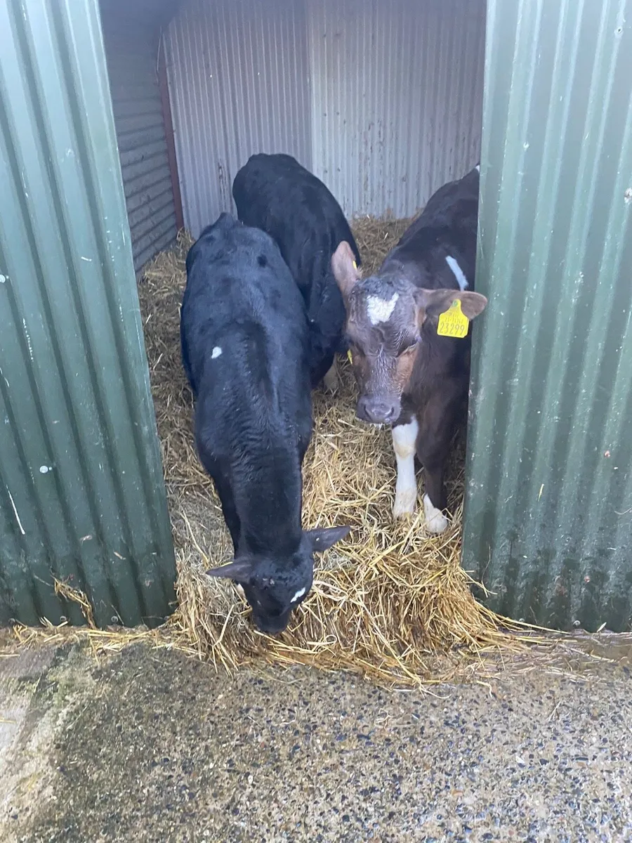 Friesian bull calves - Image 3