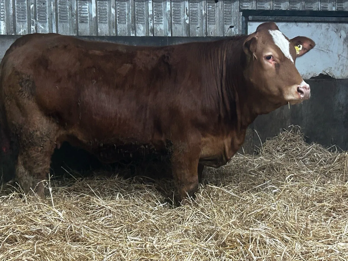 Super Limousin In-Calf Heifer - Image 3