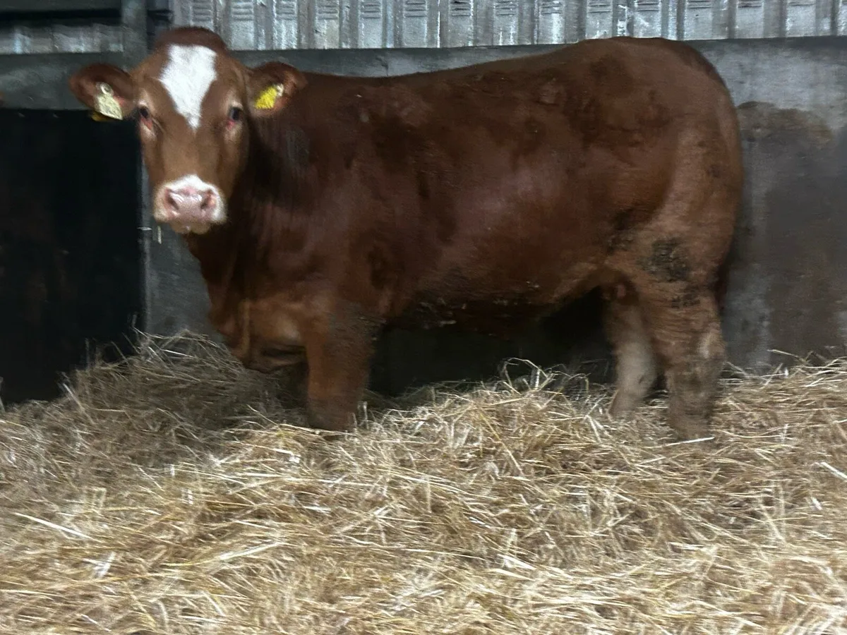 Super Limousin In-Calf Heifer - Image 2