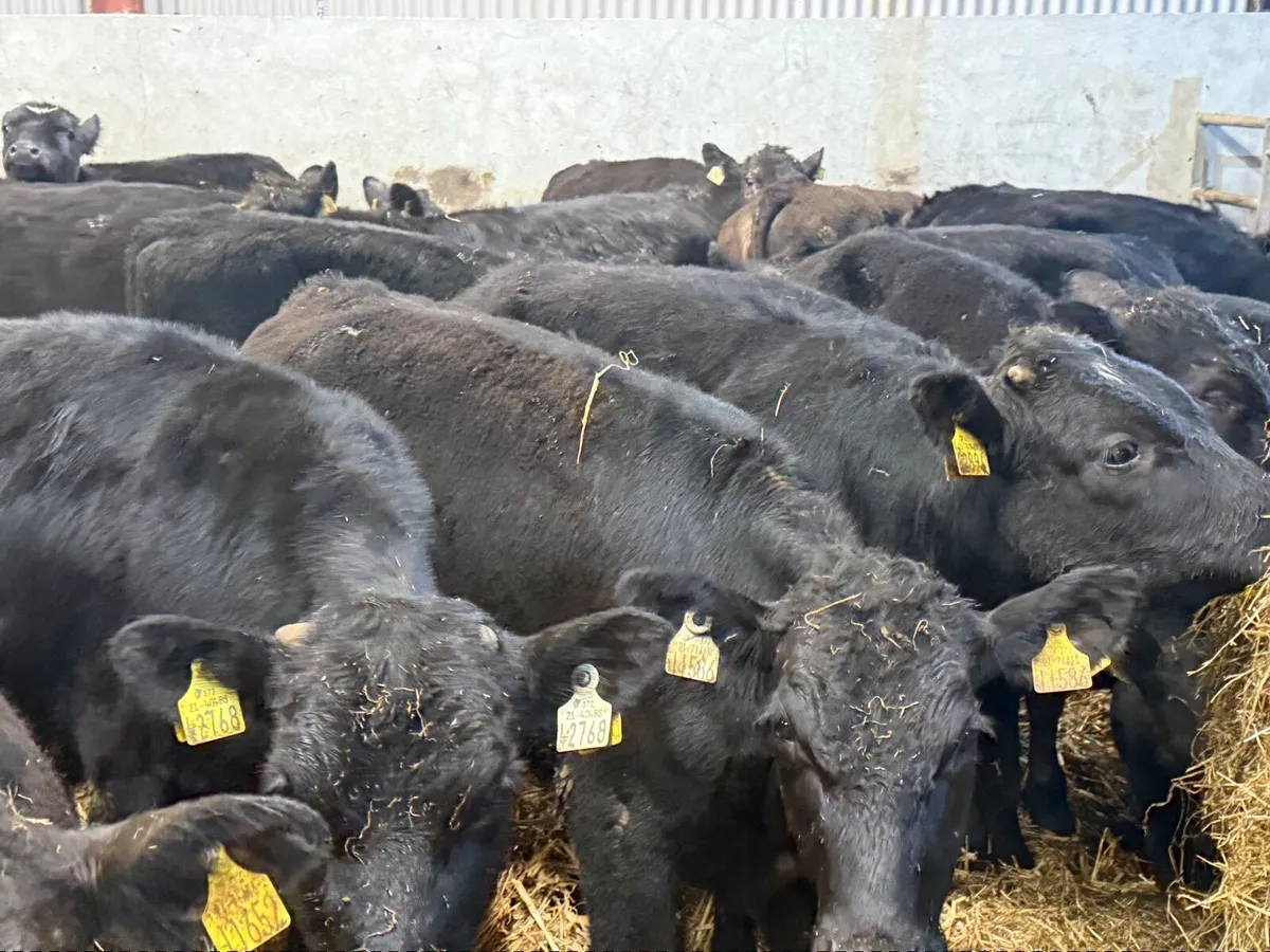 25 ABERDEEN ANGUS HEIFERS ( 300 KGS ) - Image 3