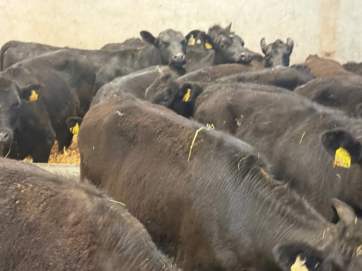 25 ABERDEEN ANGUS HEIFERS ( 300 KGS ) - Image 4