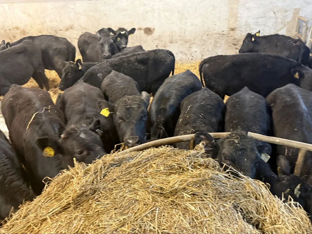 25 ABERDEEN ANGUS HEIFERS ( 300 KGS ) - Image 2
