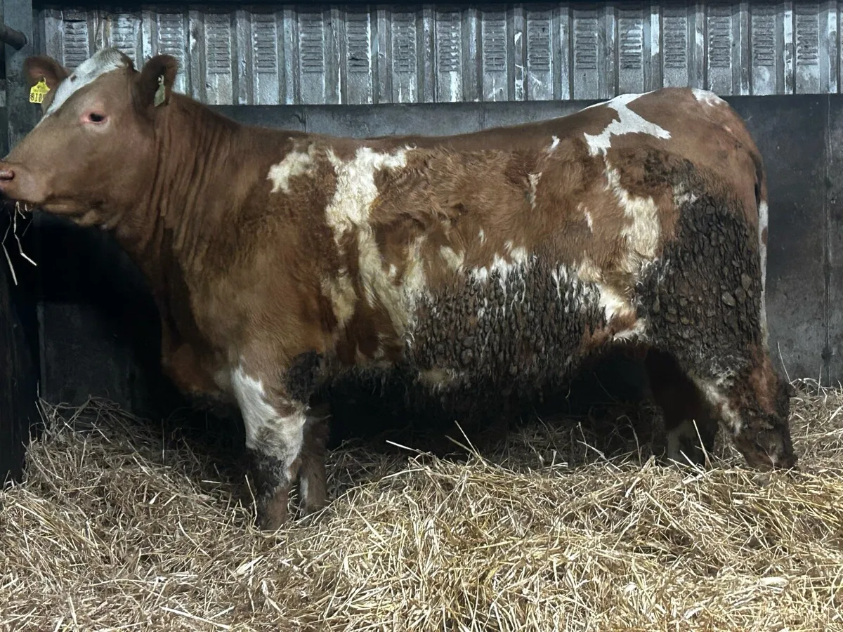 Two 4 Star Genotyped In-Calf Charolais Heifers - Image 3