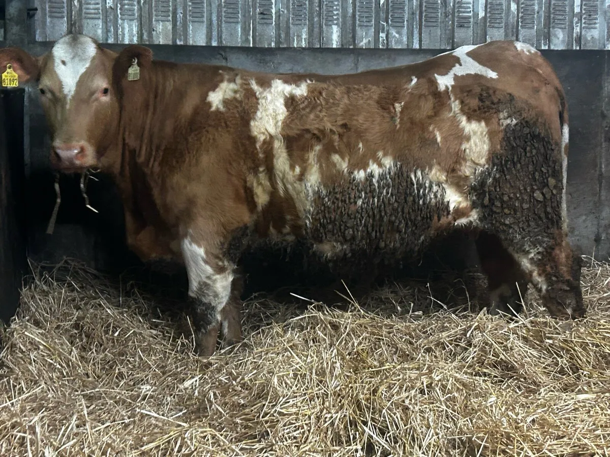 Two 4 Star Genotyped In-Calf Charolais Heifers - Image 1