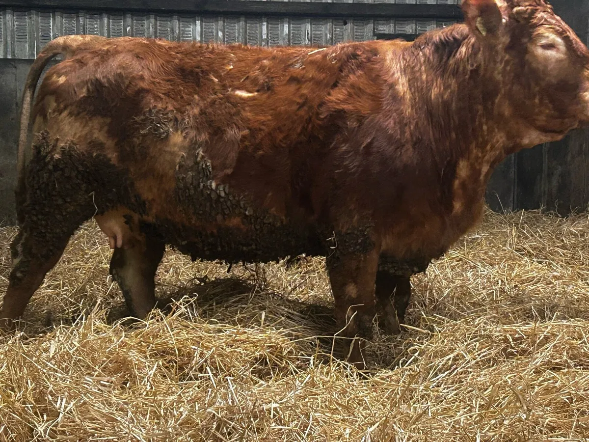 In-Calf Limousin Heifer To A.I Limousin LM7416 - Image 2