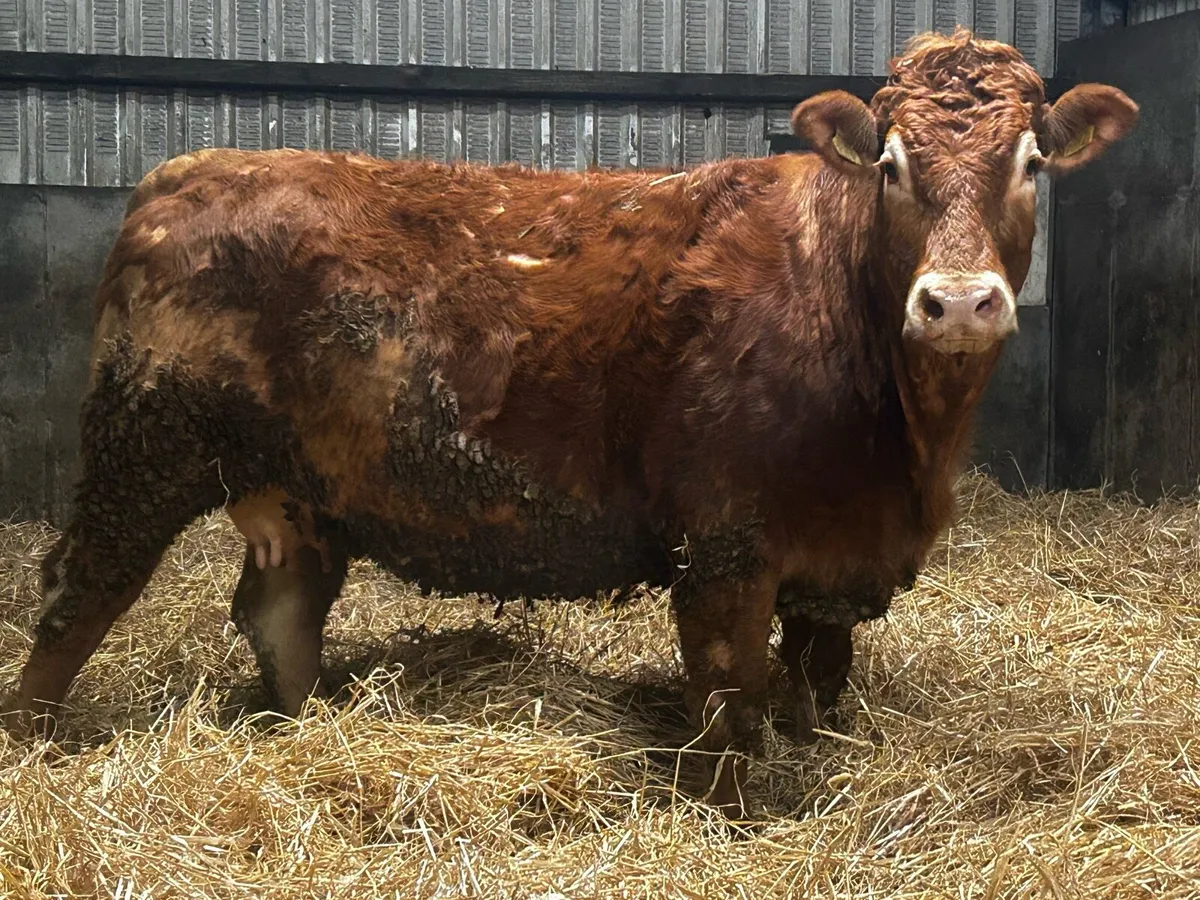 In-Calf Limousin Heifer To A.I Limousin LM7416 - Image 1