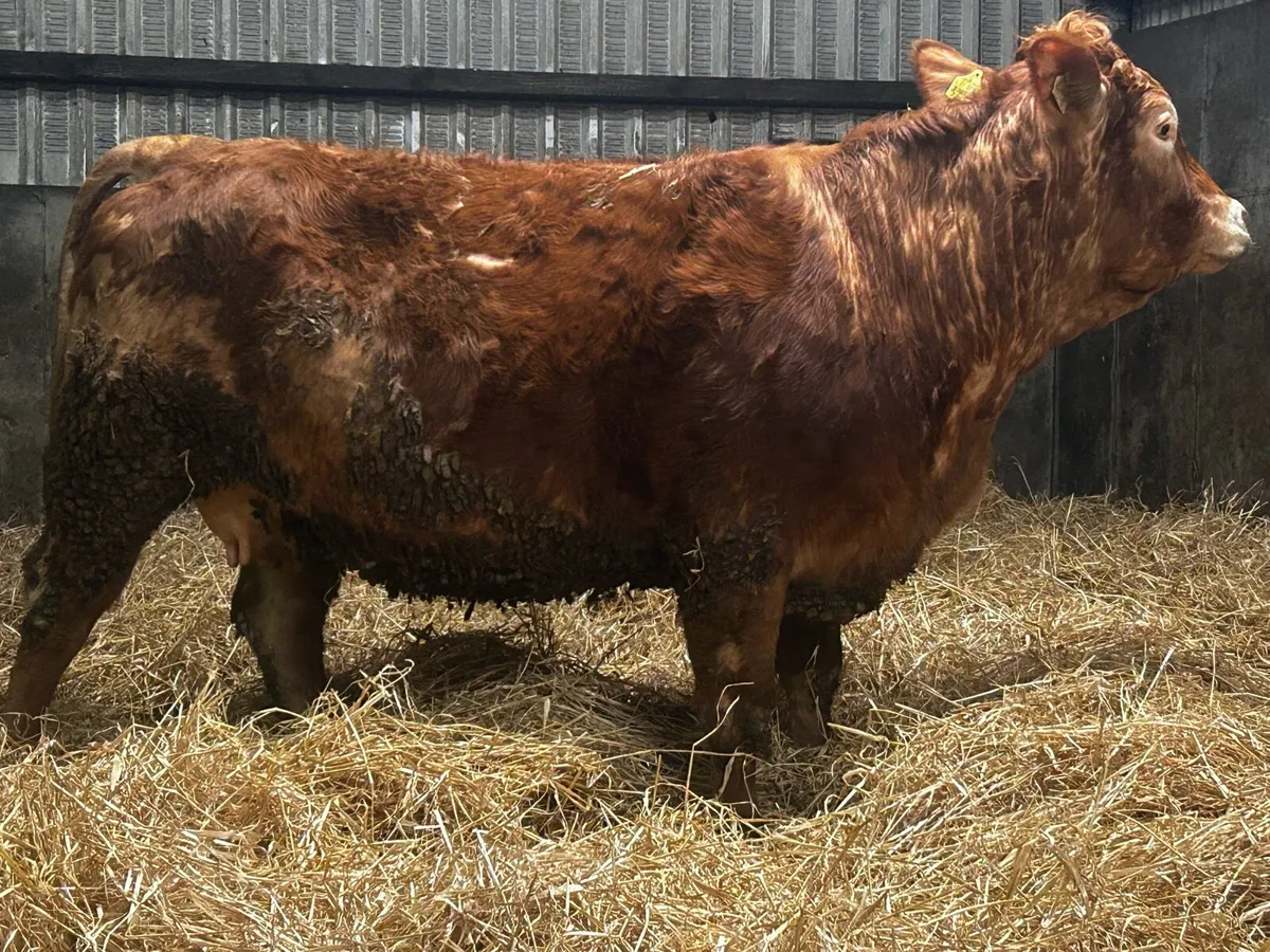 In-Calf Limousin Heifer To A.I Limousin LM7416 - Image 3