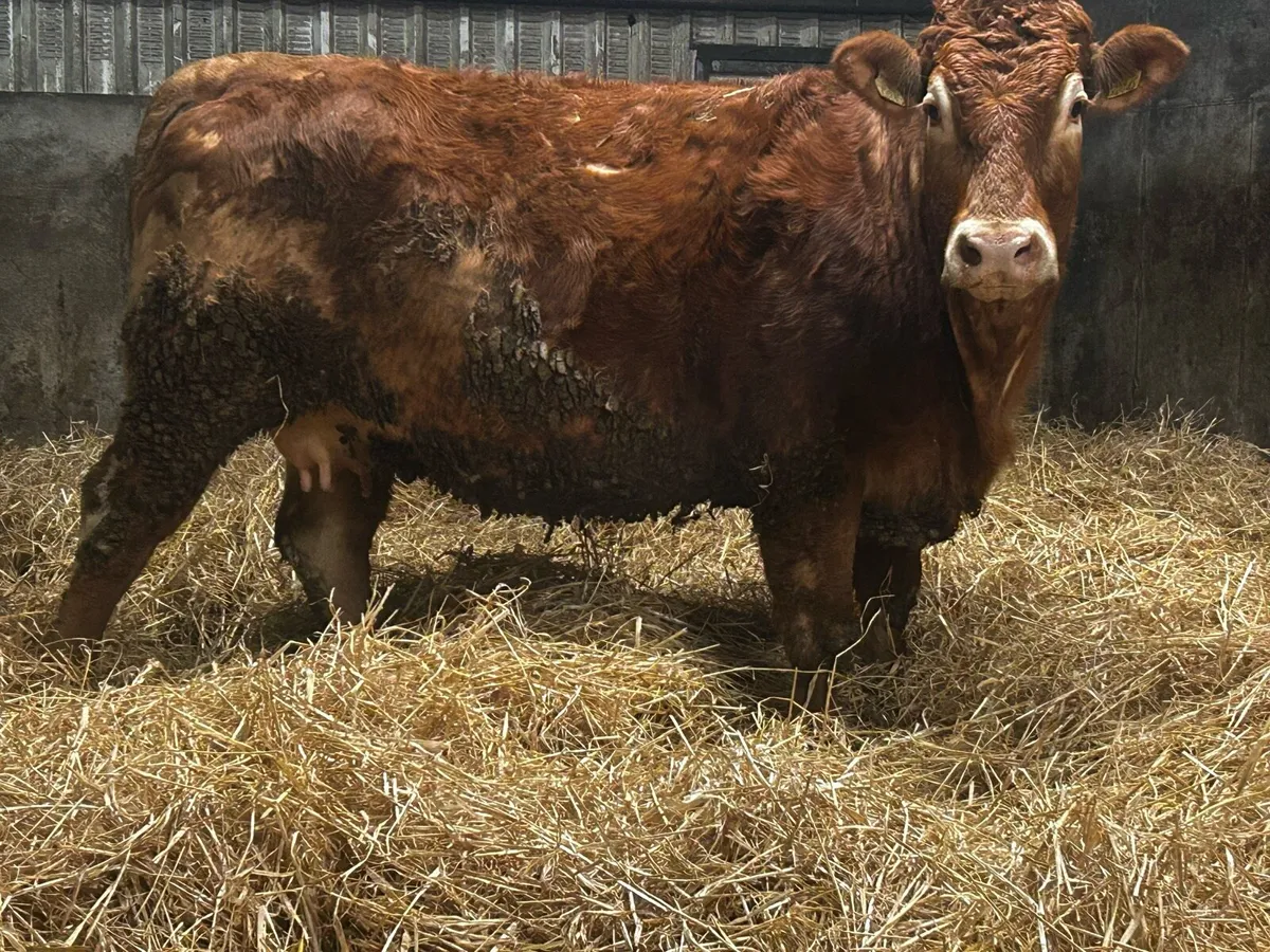 In-Calf Limousin Heifer To A.I Limousin LM7416 - Image 4