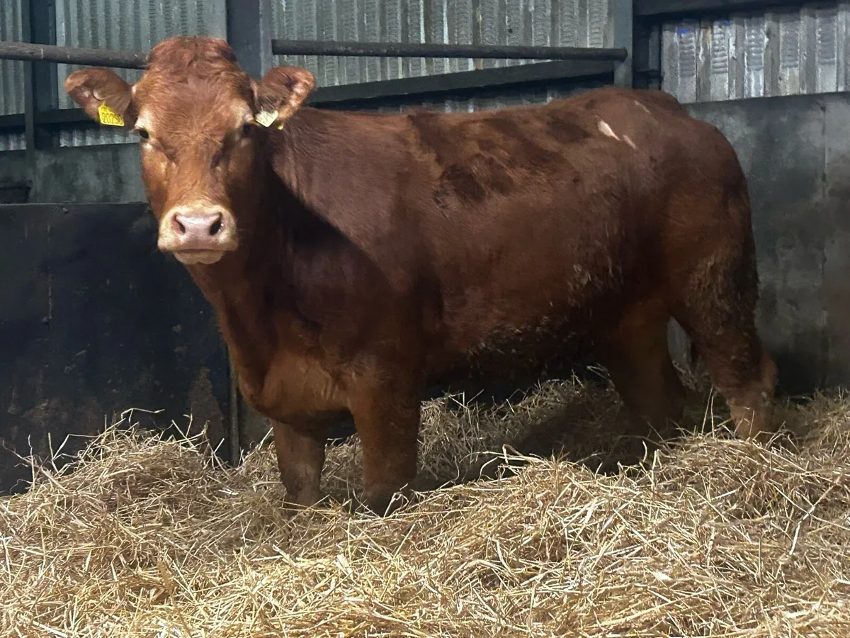Pedigree Limousin Springer - Image 1