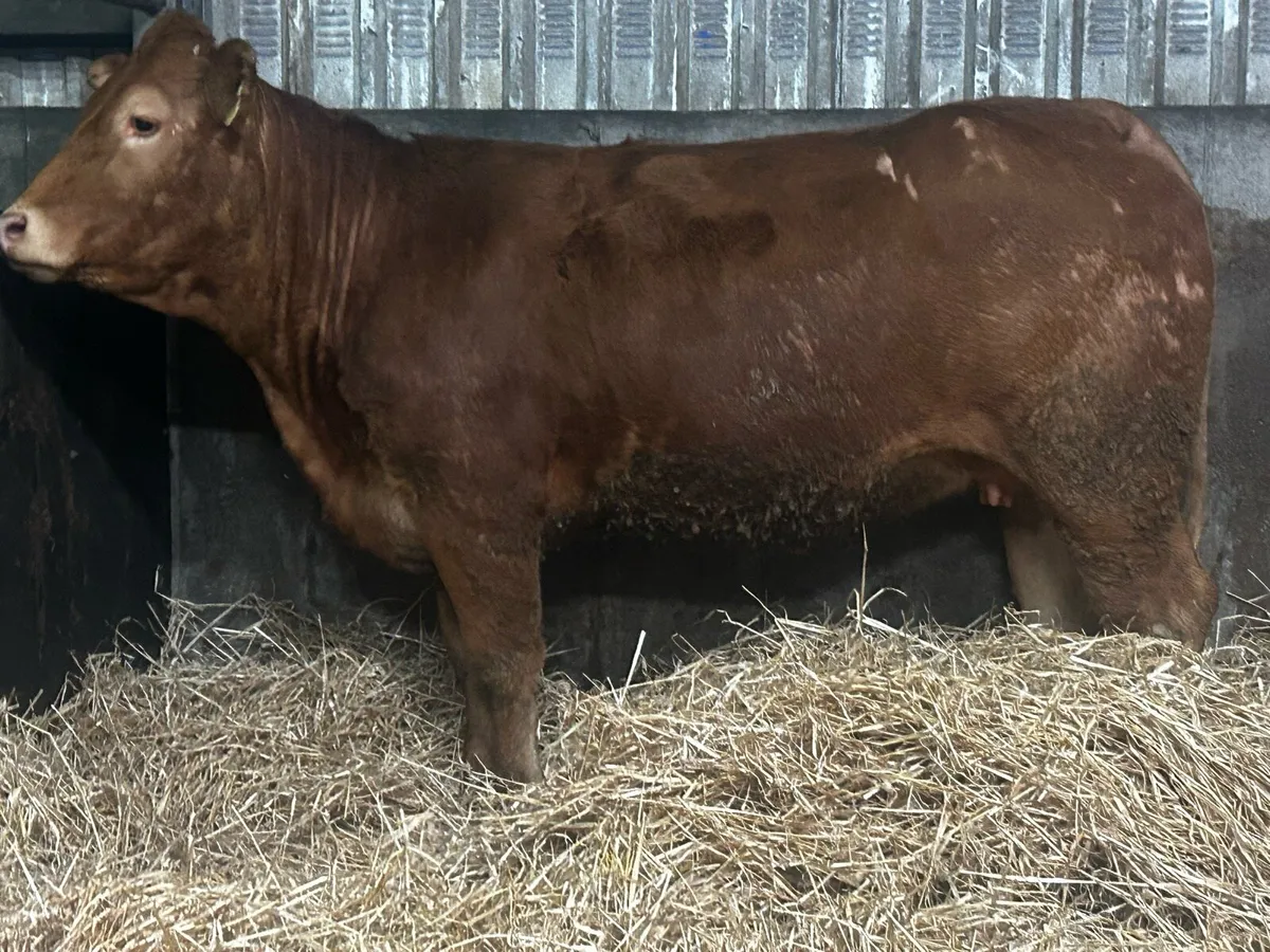 Pedigree Limousin Springer - Image 2