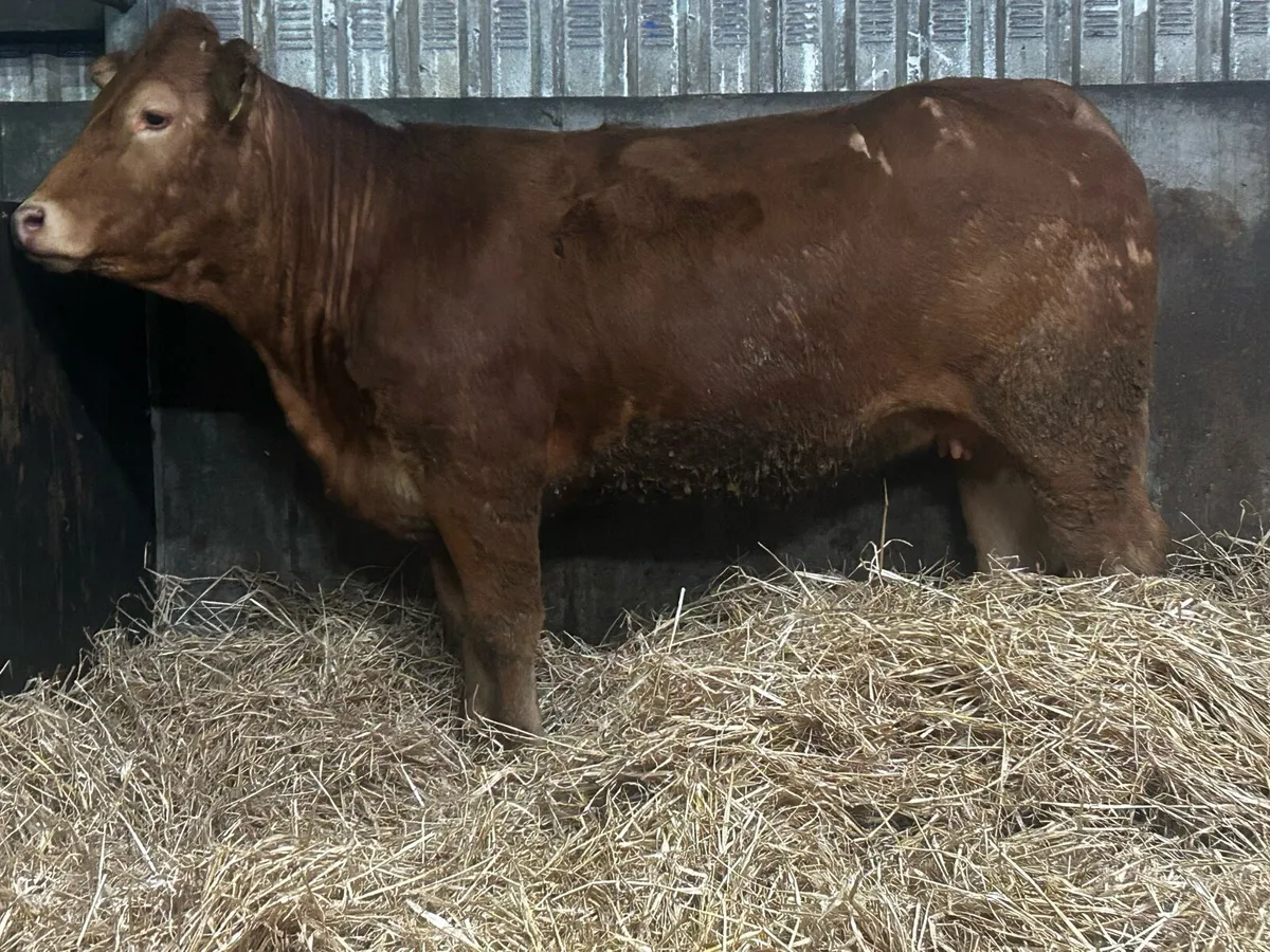 Pedigree Limousin Springer - Image 3