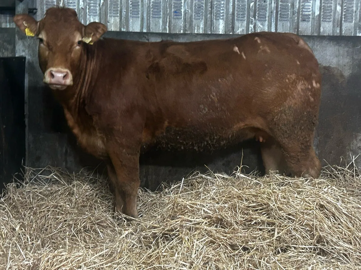 Pedigree Limousin Springer - Image 4
