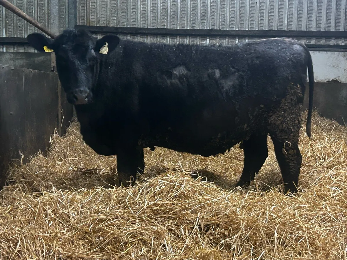 In-Calf Angus Heifer - Image 2