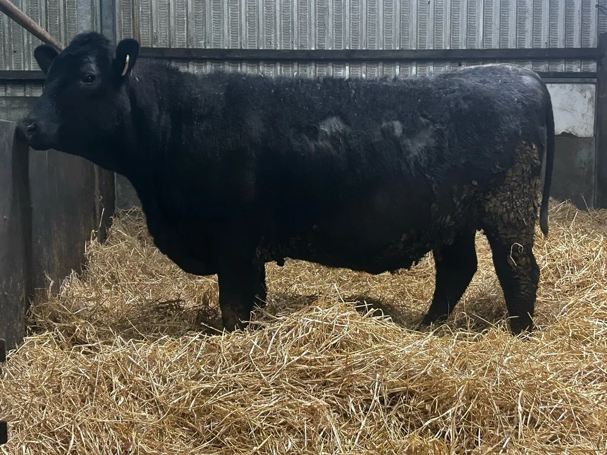 In-Calf Angus Heifer - Image 1