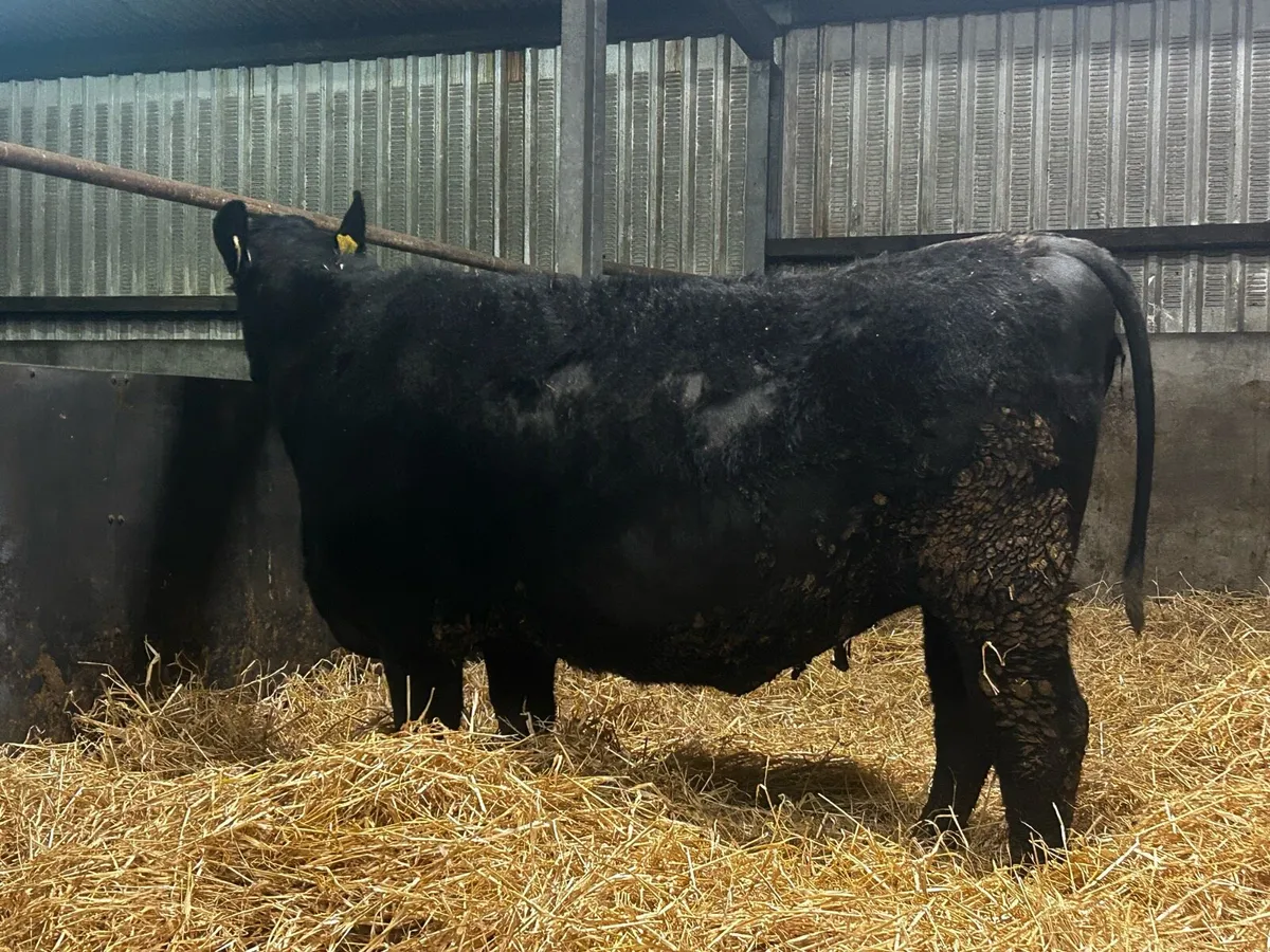In-Calf Angus Heifer - Image 4
