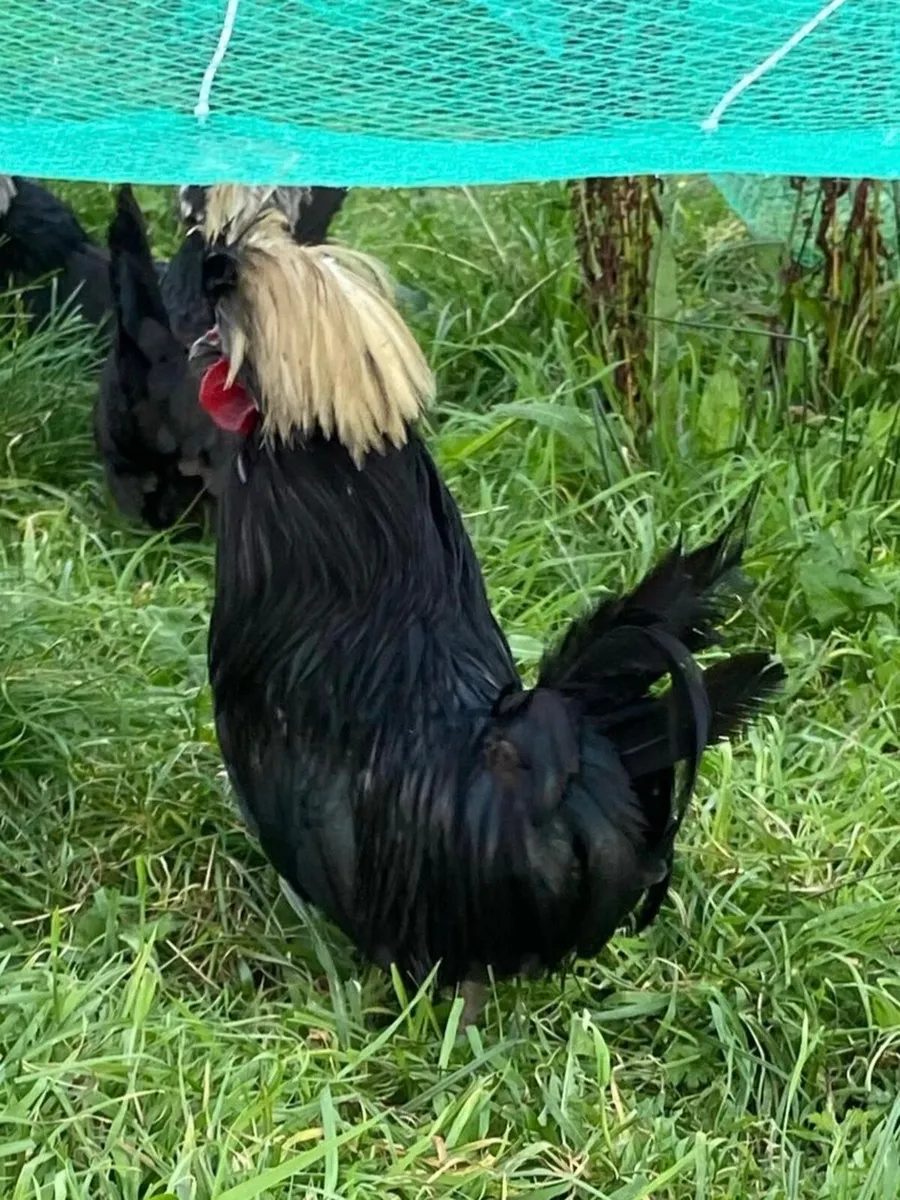 Polish rooster
