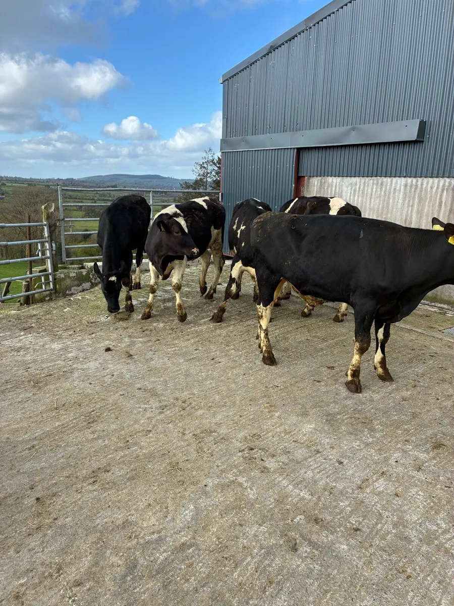 14 British fresian weanling bullocks - Image 2
