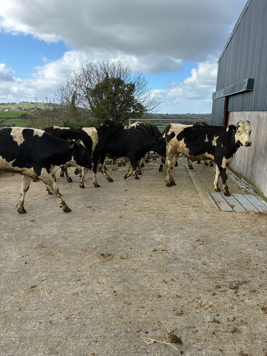 14 British fresian weanling bullocks - Image 3