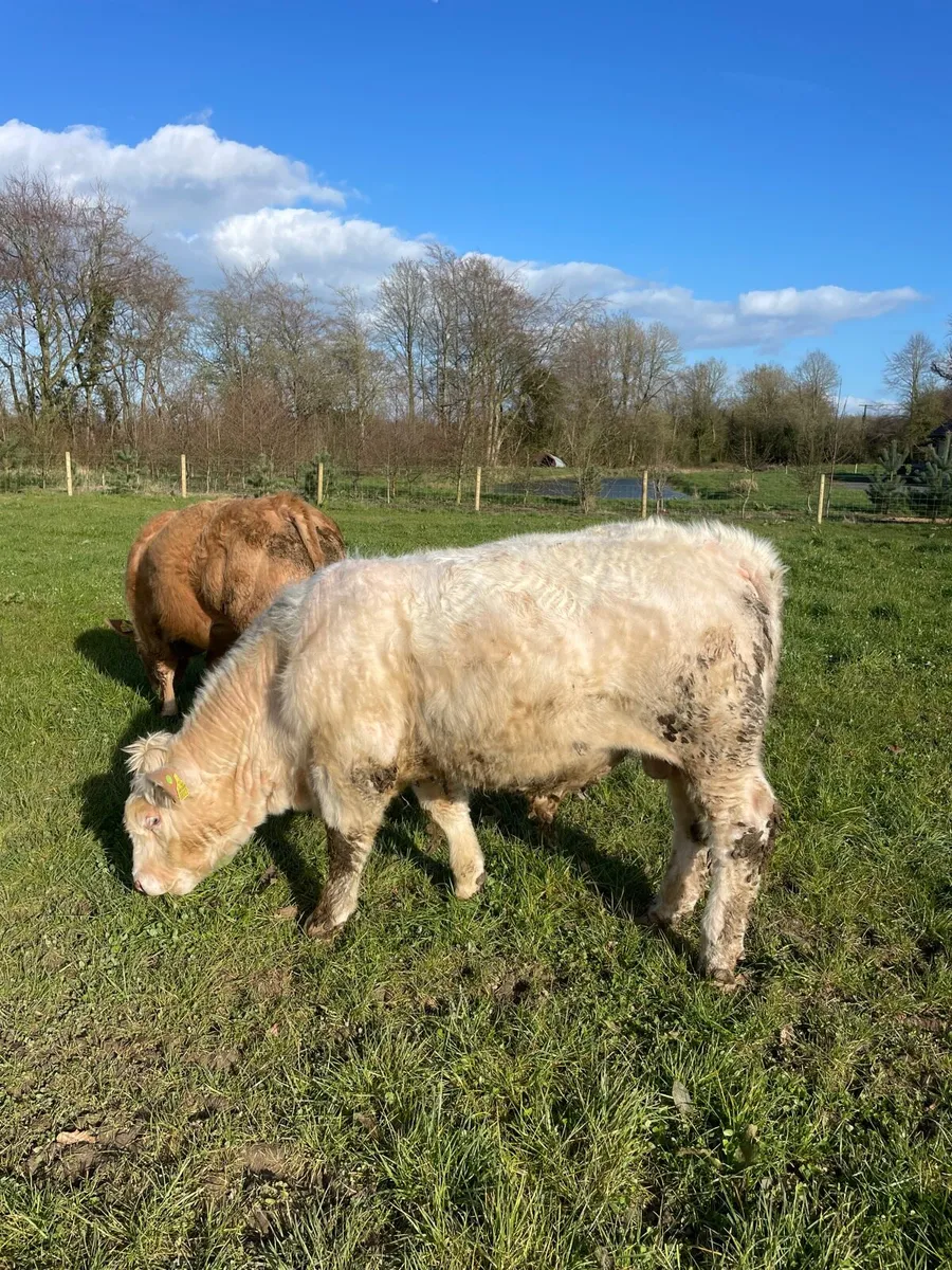 Charolais Bull - Image 3
