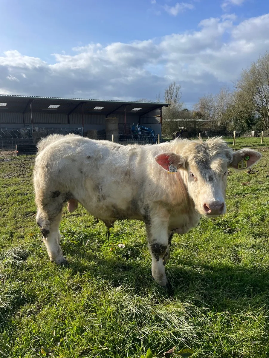 Charolais Bull - Image 1