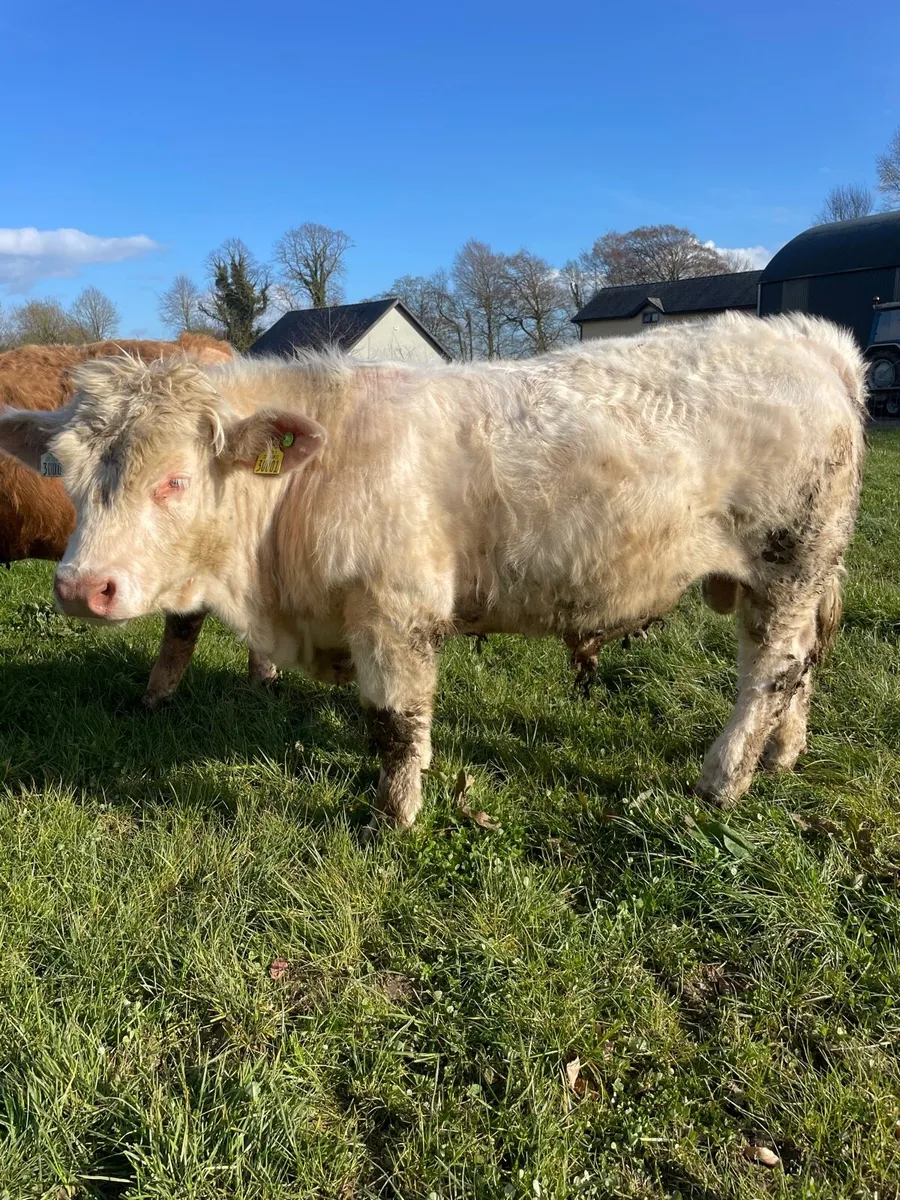 Charolais Bull - Image 2