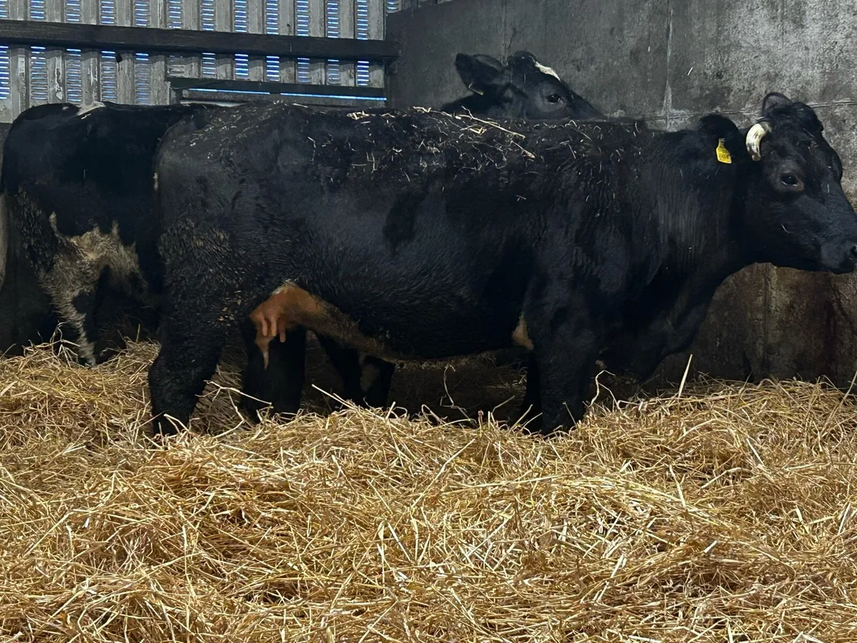 Two In-Calf Cows - Image 1