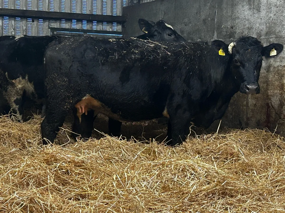 Two In-Calf Cows - Image 2