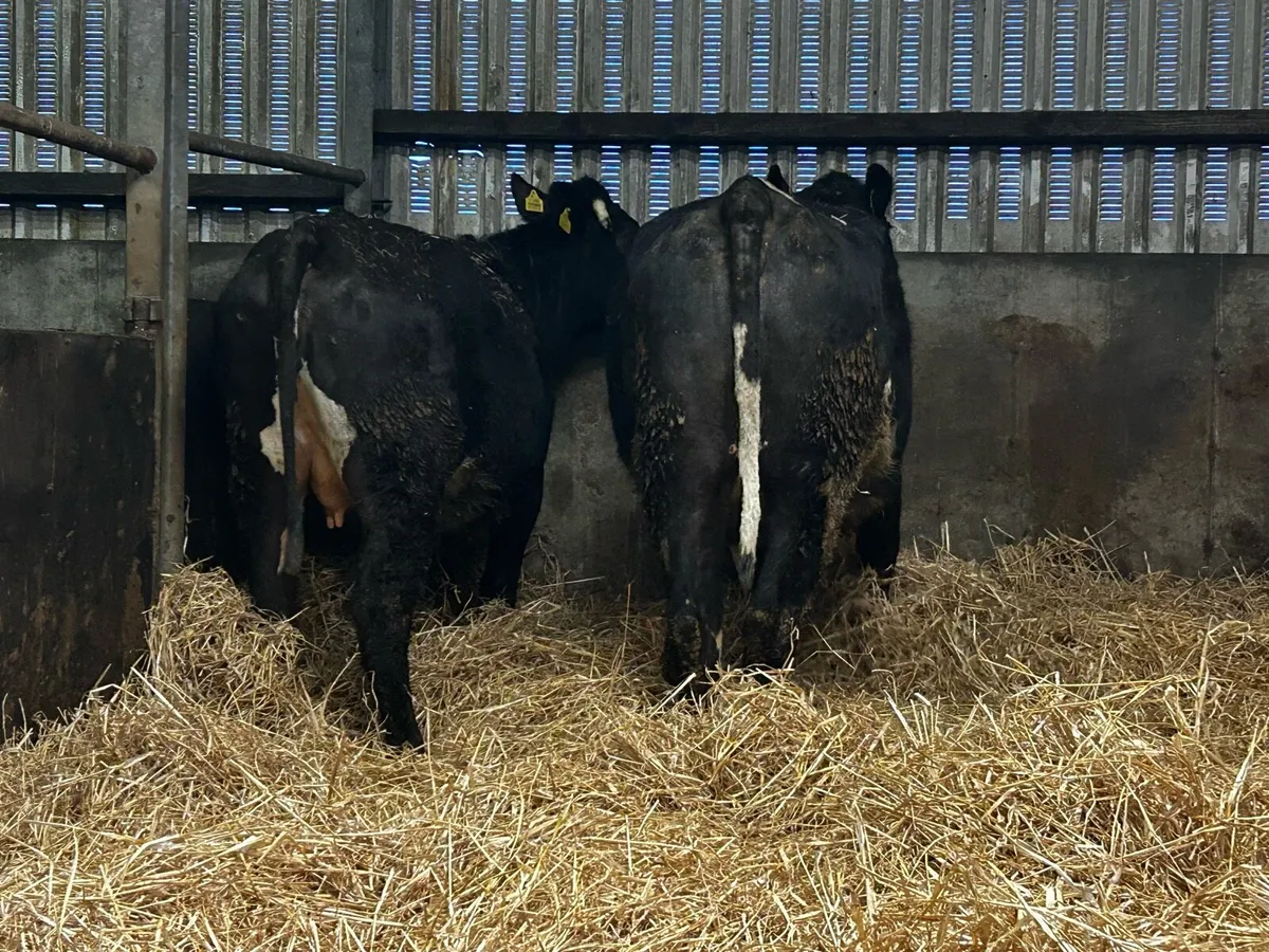 Two In-Calf Cows - Image 3