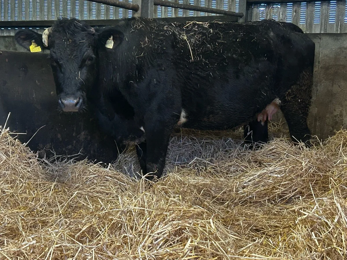 Two In-Calf Cows - Image 4
