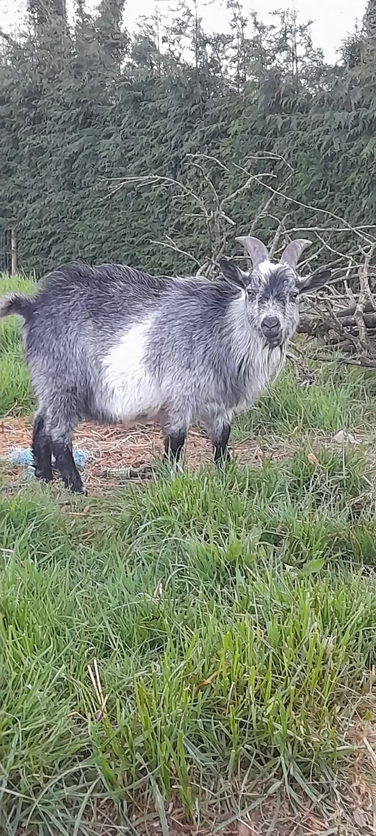 Pigmy buck - Image 1