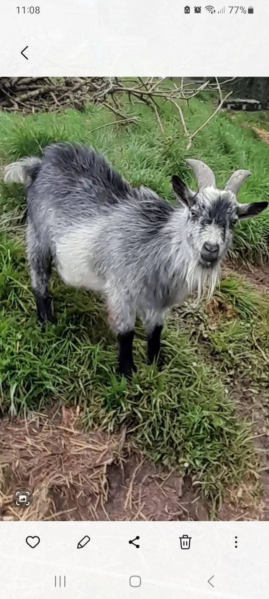 Pigmy buck - Image 2