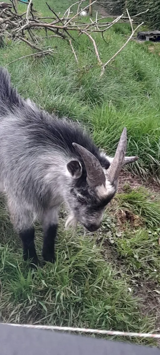 Pigmy buck - Image 3