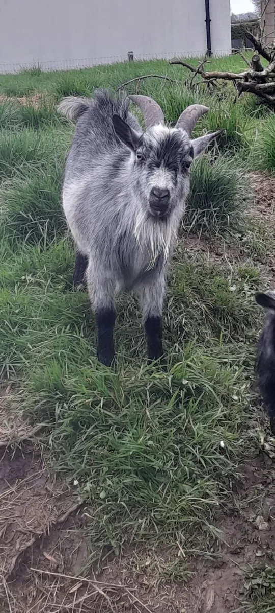 Pigmy buck - Image 4