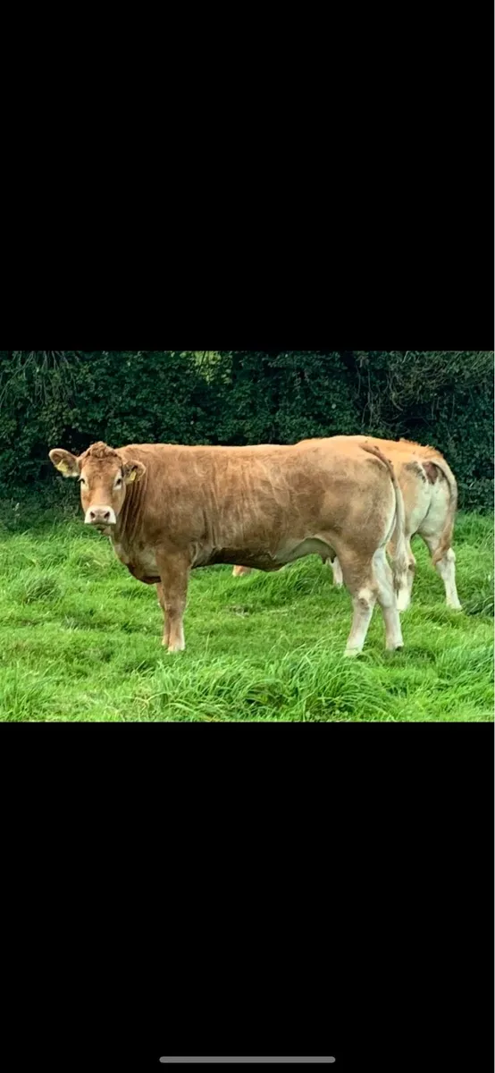 Pedigree registered limousin cow and heifer calf - Image 4