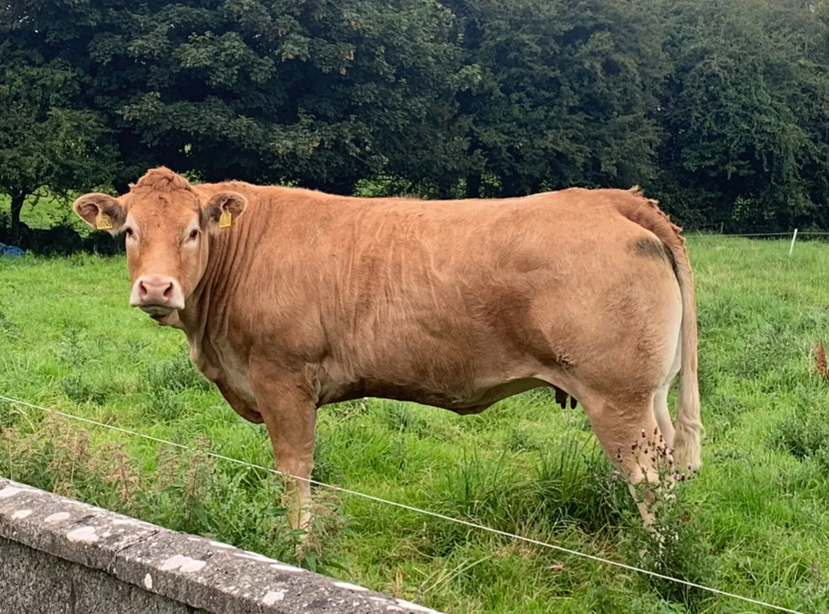 Pedigree registered limousin cow and heifer calf - Image 1