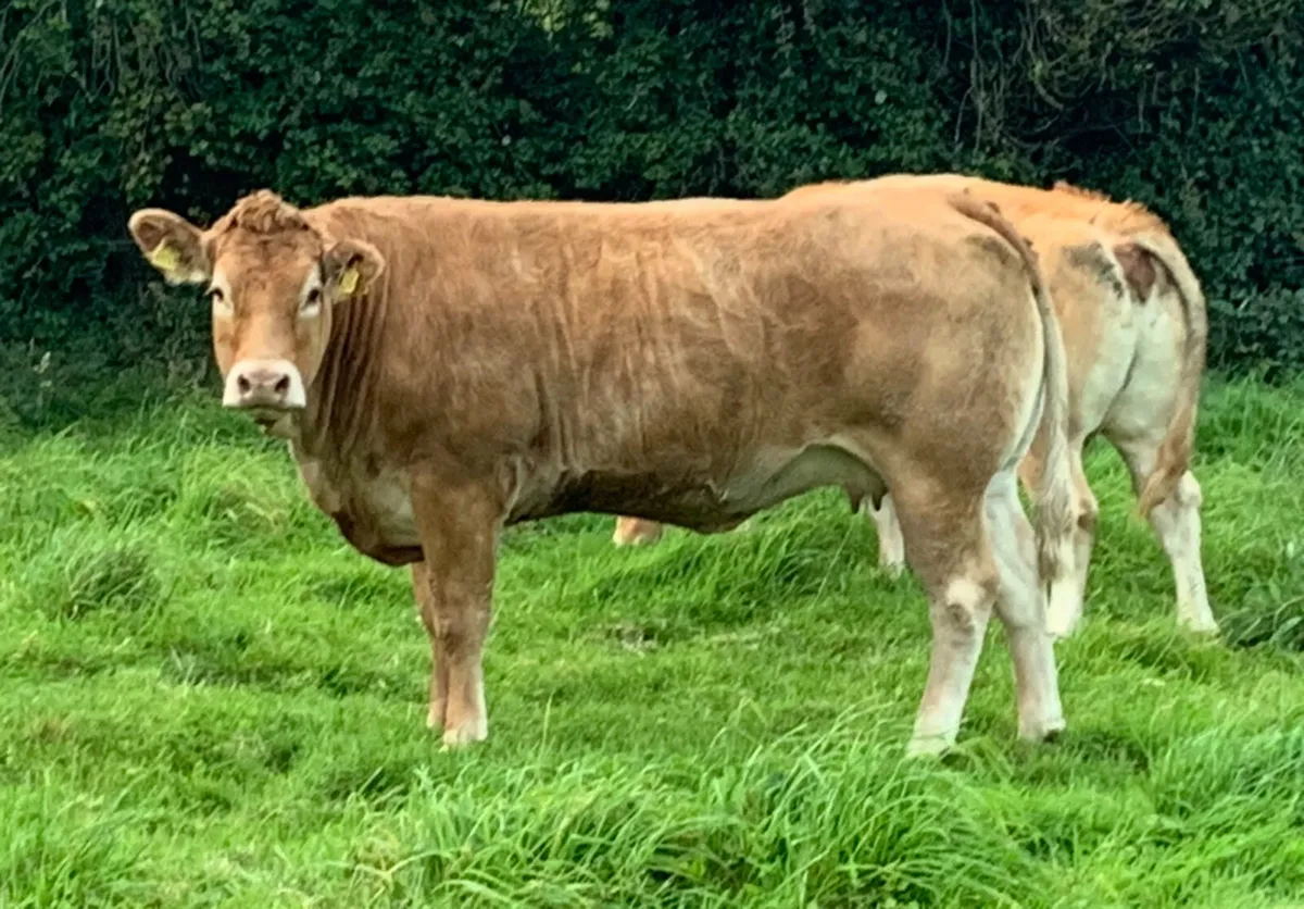 Pedigree registered limousin cow and heifer calf - Image 2
