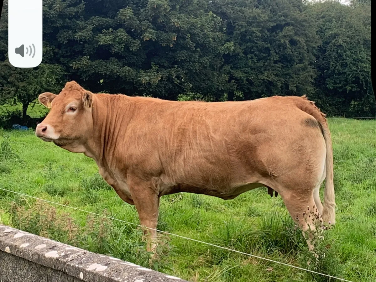 Pedigree registered limousin cow and heifer calf - Image 3