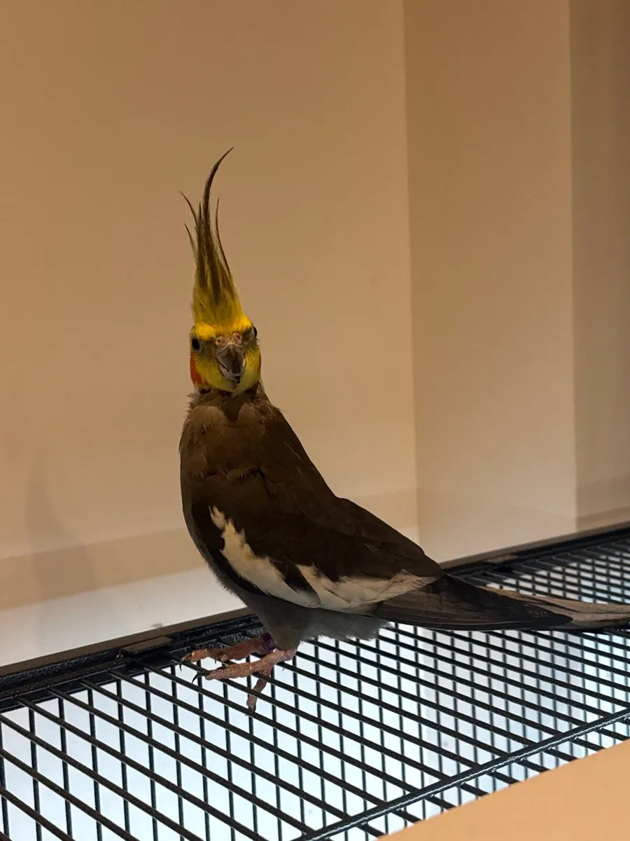 Hand reared cockatiel - Image 1