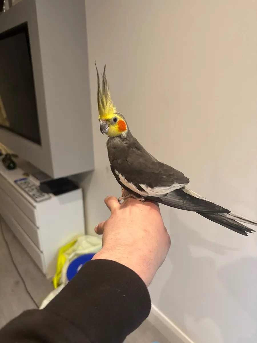 Hand reared cockatiel - Image 2