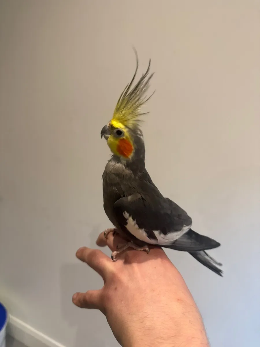 Hand reared cockatiel - Image 3