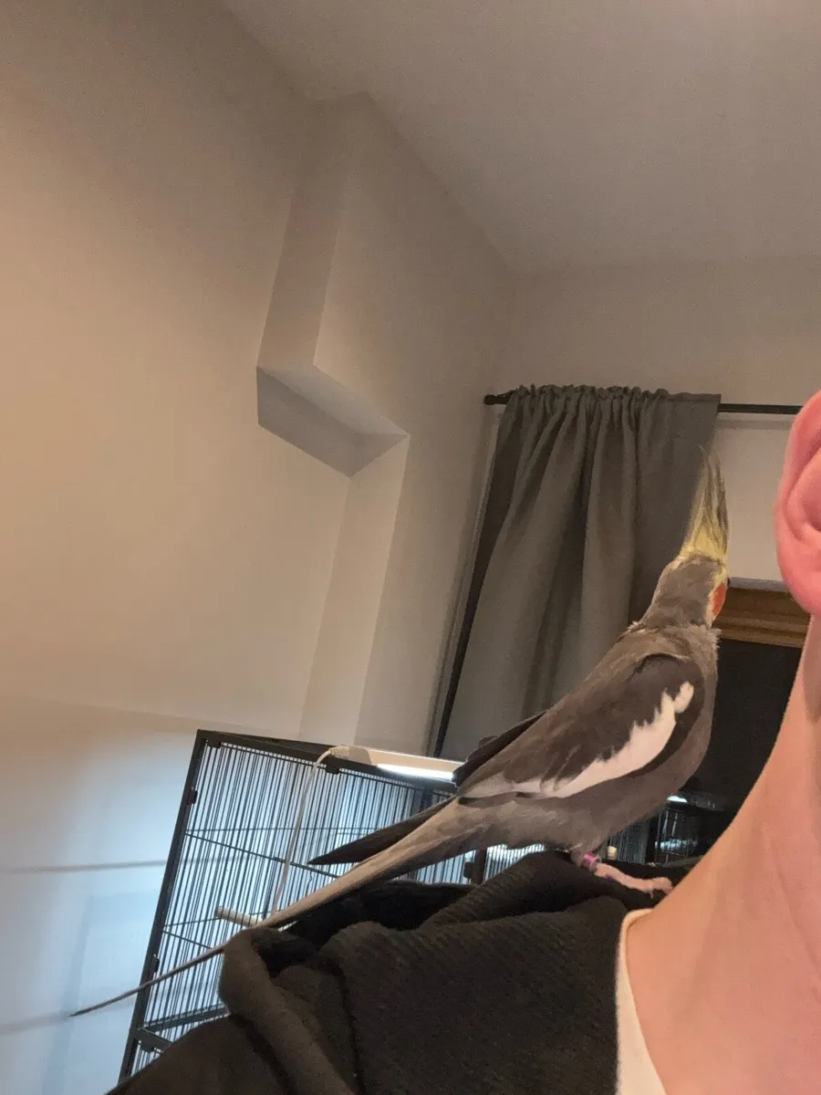 Hand reared cockatiel - Image 4