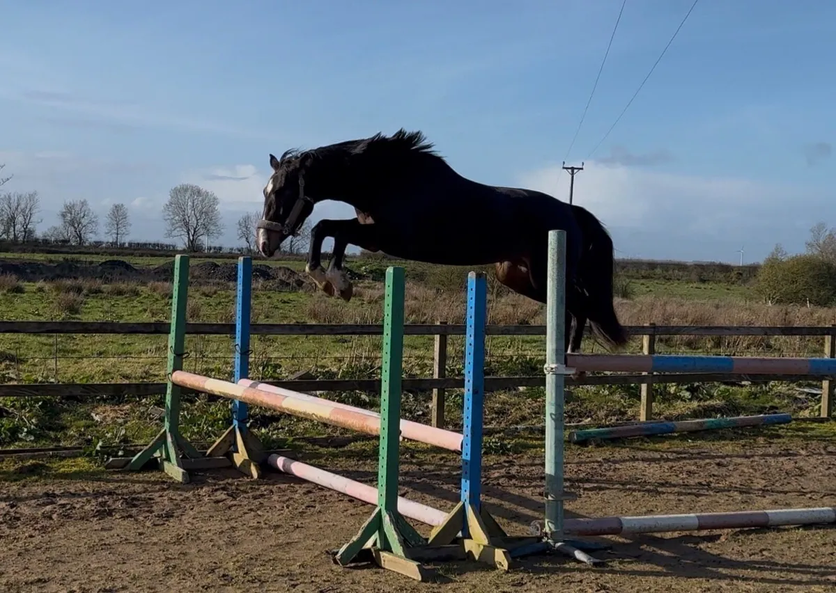 Exceptional 4yr old mare by Castlefield Kingston - Image 1