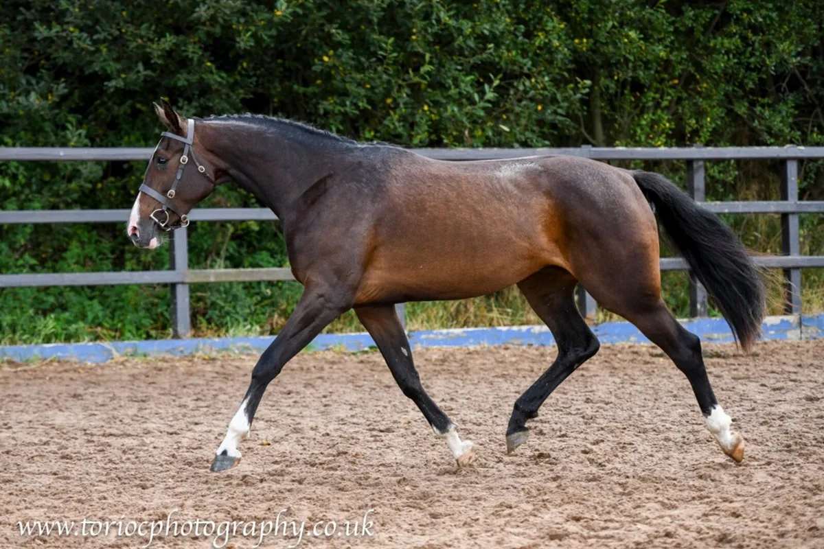 Exceptional 4yr old mare by Castlefield Kingston - Image 2